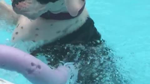 Practice makes perfect! Boxer pup figures out the right way to use the pool noodle