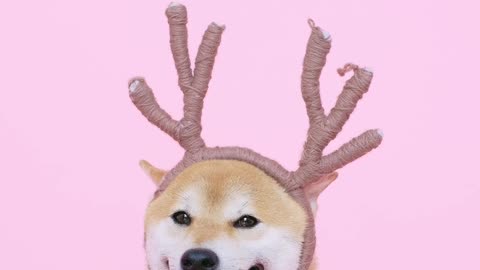 cute dog with antlers headband