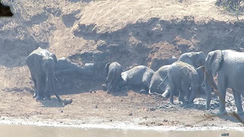 Entire herd of elephant youngsters take dirt bath together