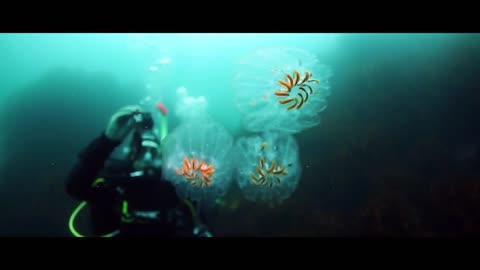 Amazing under water scene Increable under water world