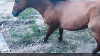 Horse Caught Attempting to Break In