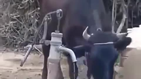 Cow drinks itself water