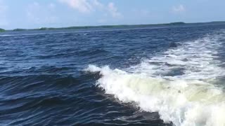 Wake Surfing Dolphins