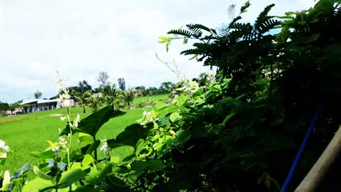 bee gourd