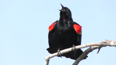 Red-Winged Blackbird male singing