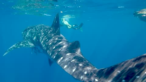 Giant Whale Fish Swimming With People