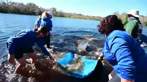 SeaWorld | Manatee Rescue - Lesley