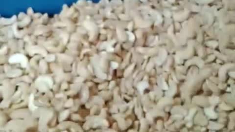 Vietnam WS Cashew Nuts Organic White Splits Cashews WS Kimmy Farm Factory
