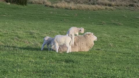 Young Lamb Uses Mother as Comfy Bed