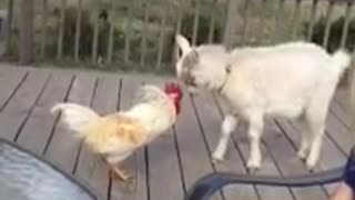 Cabra acepta el desafío de un gallo enojado