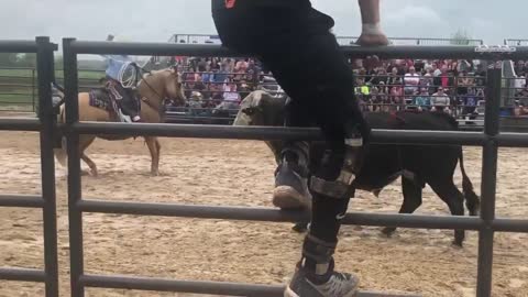 Bullriding in Belgium