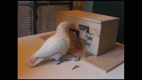 Parrot is opening a locker professionally