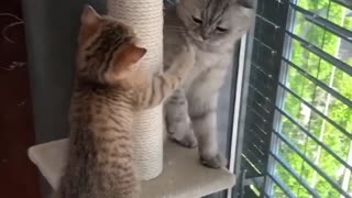 This kitten tries so hard to get bigger cat to play