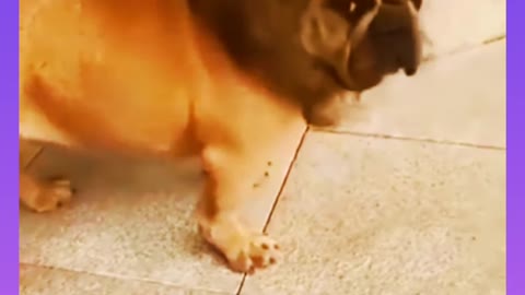 #short/Funny video Dog funny videos