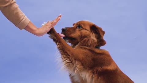Best Dog Training - Learning and Performing Training Commands | Dog Showing All Training Skills