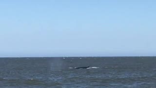 Whales feeding Sandy Hook NJ