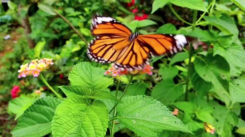 beautiful butterflies, relaxing music to meditate.