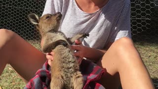 Baby Kangaroo Loves Tickles