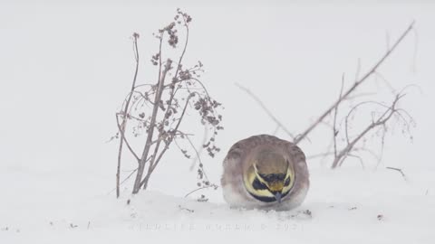 Snow Bunting and Horned Lark, Flock of birds in winter.