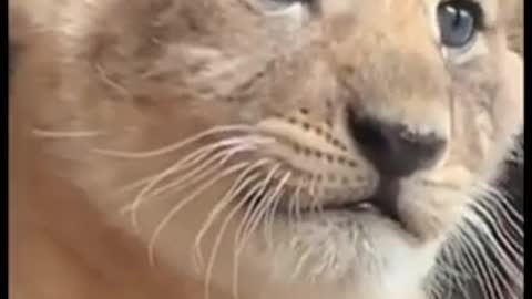 Cute animals TikTok