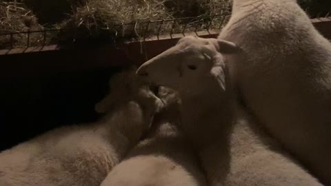 Feeding Sheep hay