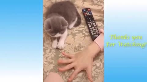BEST CUTE CATS AND DOGS COMPILATION