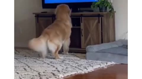 Funny Dog Reactions , Drowsy Dog Reaction