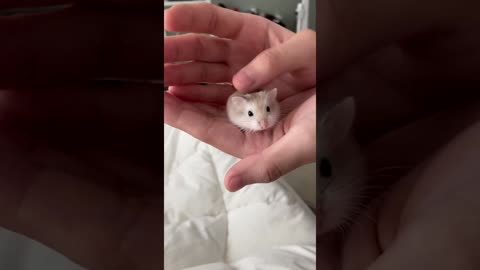 Cute Baby Hamster playing in Owner's Hands