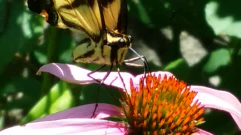 yellow swallowtail caught in action
