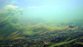 Fish Grayling Swimming Against Current