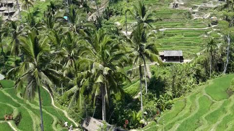 Bali's amazing rice fields