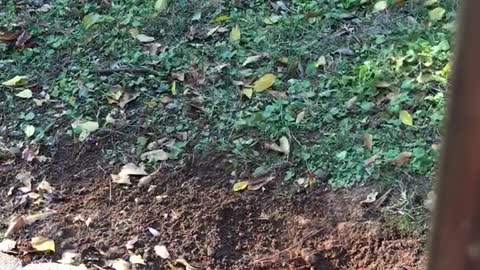 Chipmunk Chasing