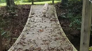 Puppy crossing swing bridge