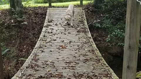 Puppy crossing swing bridge