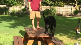 Labrador fail