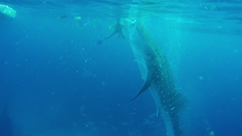 The World's Largest fish - Whale Shark - Philippines top tourist attraction