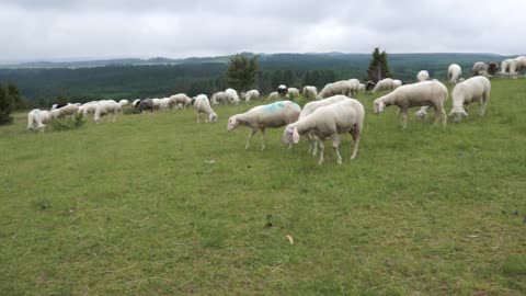 caring herd of sheep waited for morning grass