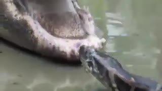 fight crocodile and snake