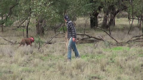 Owner saves dog from kangaroo