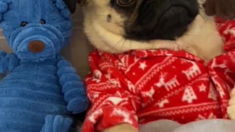 Cute Pug blends in with Teddy friends