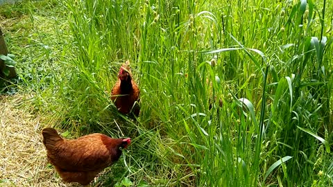 Chickens in tall grass