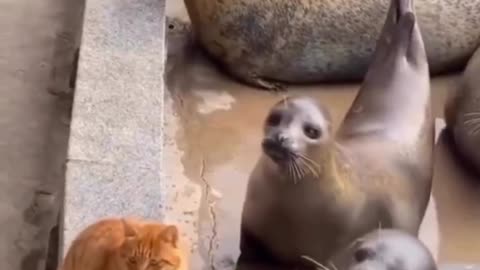 Cat slaps in the seal face