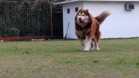 ALASKAN MALAMUTE CAN SURVIVE IN INDIA OR NOT COMMENT BELOW -- SCOOBERS