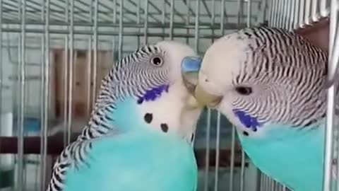 Lovely and Funny Animals Cute Parrot and Funny Parrot video Clip 2021 15