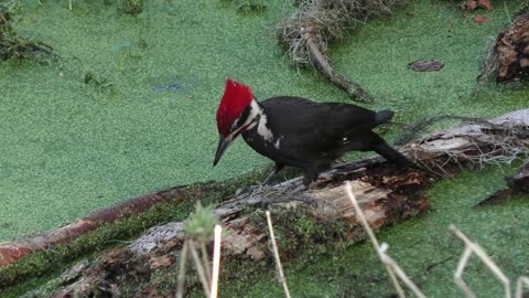 Pileated Woodpecker on a log in Florida Wetlands
