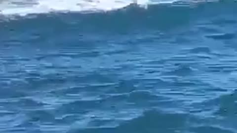 Seal savagely destroys octopus