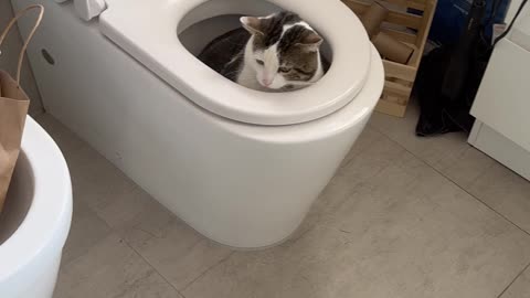 Cat Hides in the Toilet