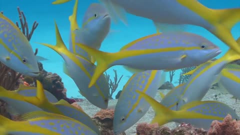 Under the Sea: Ocean Animals Moves