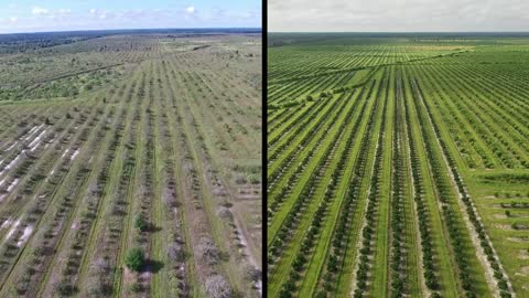 Tamiami Citrus' Bee Branch Citrus Grove Development