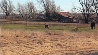 This Deer Thinks It's a Cow